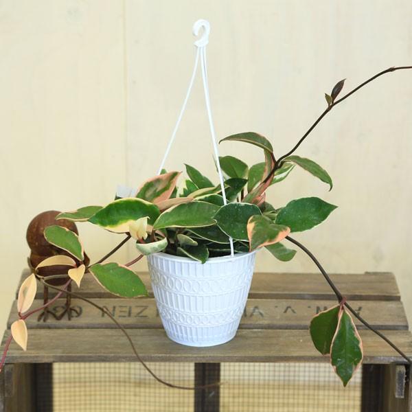 観葉植物 おしゃれ ホヤ リップカラー 吊り鉢 F31 遊恵盆栽 Yahoo 店 通販 Yahoo ショッピング
