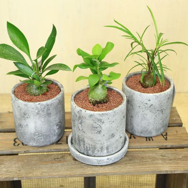 アリ植物 観葉植物 おしゃれ：ミルメコディア・ヒドノフィツム*選べ