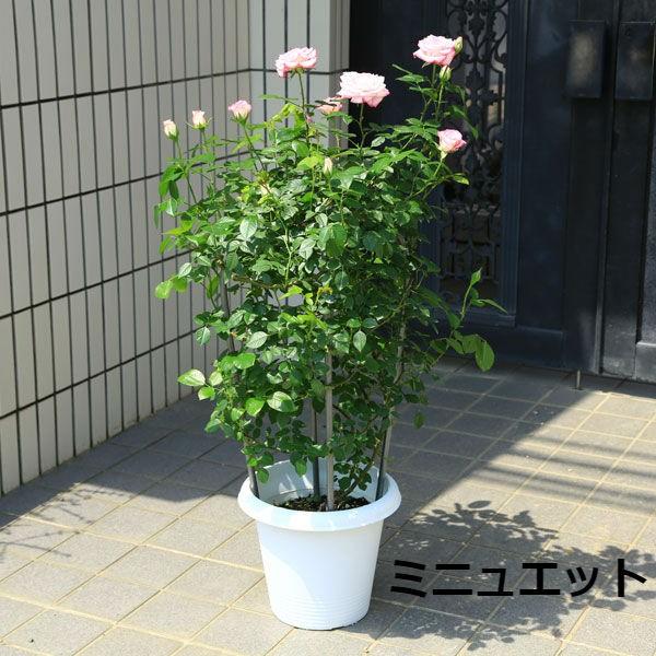 植木 鉢花 四季咲きつるバラ ｃｌ 薔薇 ミニュエット メヌエット 大型ヤマト便配送 F3910 遊恵盆栽 Yahoo 店 通販 Yahoo ショッピング