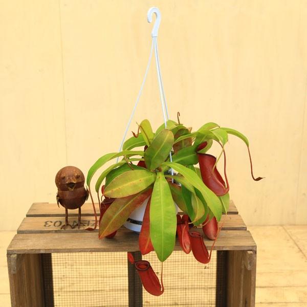 観葉植物 おしゃれ おしゃれ観葉植物 おしゃれ 食虫植物 ウツボカズラ ネペンテス レディラック 吊り Sale F3922 遊恵盆栽 Yahoo 店 通販 Yahoo ショッピング