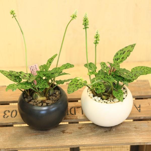 球根植物 おしゃれ：ドリミオプシス・マクラータ*モダン陶器鉢 受皿付