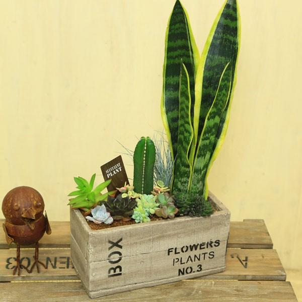 観葉植物 おしゃれ 多肉植物ｂｏｘ寄せ植え 石付き 受皿付 F3953 遊恵盆栽 Yahoo 店 通販 Yahoo ショッピング