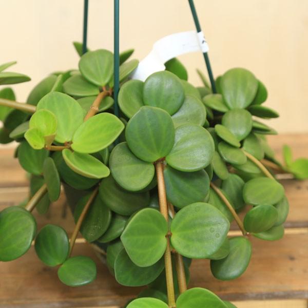 観葉植物 おしゃれ ペペロミア ホープ 吊り鉢 Buyee Buyee 日本の通販商品 オークションの代理入札 代理購入