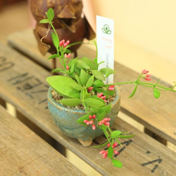 観葉植物 おしゃれ 多肉植物 ディスキディア カンガルーポケット 信楽焼き鉢 F3968 遊恵盆栽 Yahoo 店 通販 Yahoo ショッピング