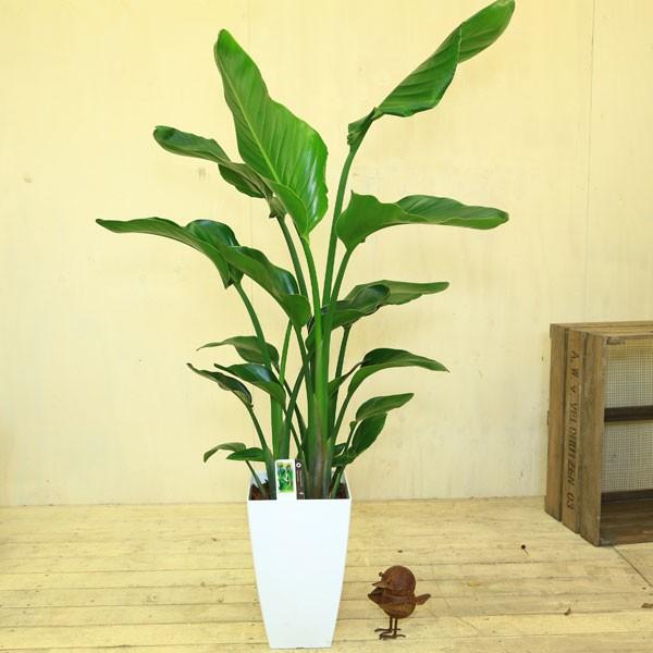 観葉植物 おしゃれ：ストレリチア オーガスタ（感謝の木）*大型配送便