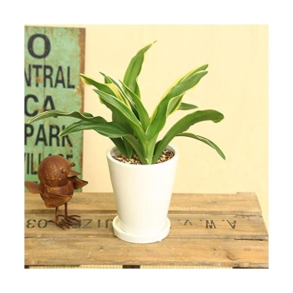 観葉植物 おしゃれ：オモト 万年青*4号 白陶器鉢 受皿付 Mse : 遊恵