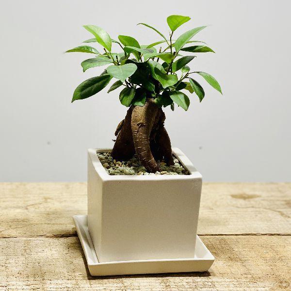がじゅまる 観葉植物 おしゃれ：ガジュマル*キューブ陶器鉢 受け皿付