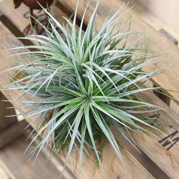 観葉植物 おしゃれ チランジア コットンキャンディー クランプ エアープランツ 銀葉系 Buyee Buyee Japanese Proxy Service Buy From Japan Bot Online
