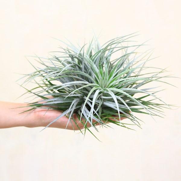 観葉植物 おしゃれ チランジア コットンキャンディー クランプ エアープランツ 銀葉系 Buyee Buyee Jasa Perwakilan Pembelian Barang Online Di Jepang