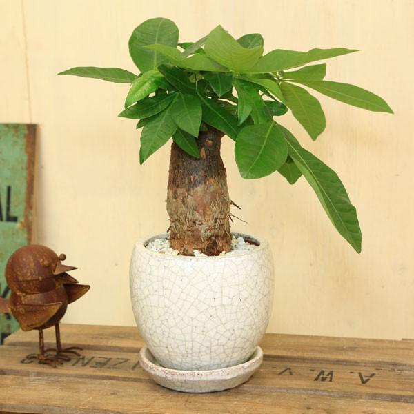 人気観葉植物 おしゃれ ずんぐりパキラ 発財樹 アンジェポットｓ 受皿付白ゼオライト F3998 遊恵盆栽 Yahoo 店 通販 Yahoo ショッピング