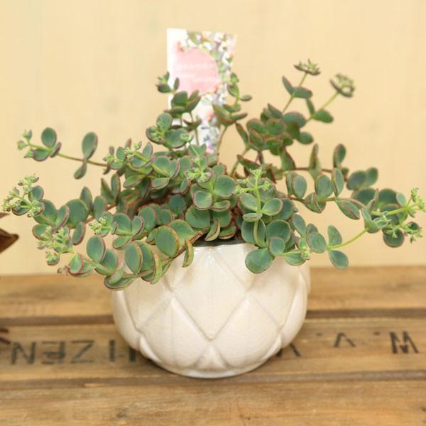 越中ミセバヤ １ 抜き苗 多肉植物 越中ミセバヤ 1 抜き苗 多肉植物