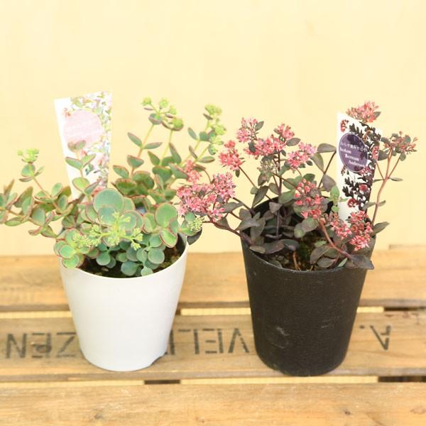 山野草 観葉植物 多肉植物 ミセバヤ プラポット Buyee Servicio De Proxy Japones Buyee Compra En Japon