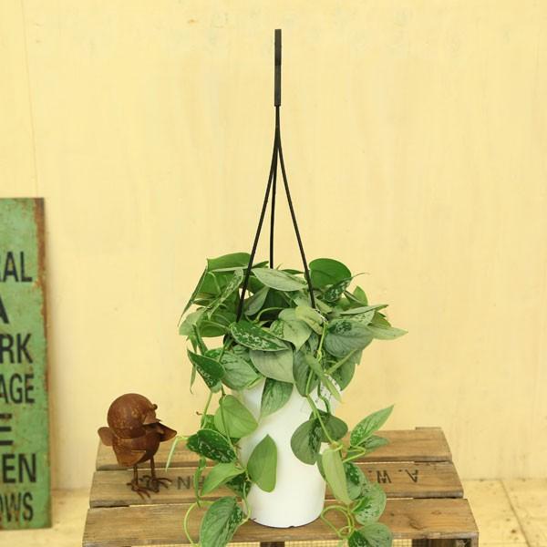 観葉植物 おしゃれ：シラフカズラ スキンダプサス シルバーアン*吊り鉢