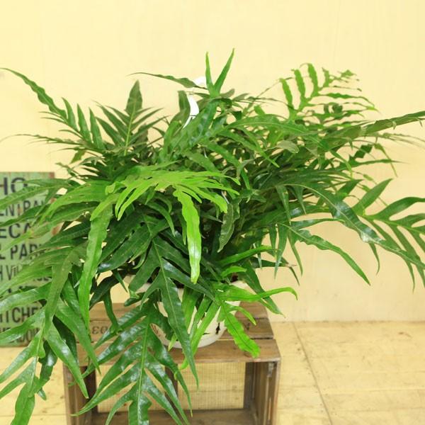 観葉植物 おしゃれ:アグラオモルファ コロナンス*現品お届けし