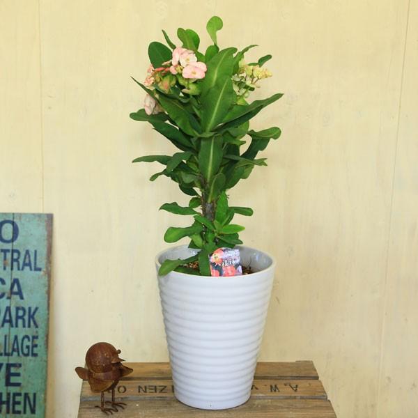観葉植物 おしゃれ 多肉植物 とげあり花キリン 八福神 ユーフォルビア ハナキリン 花麒麟 陶器鉢 F4032 遊恵盆栽 Yahoo 店 通販 Yahoo ショッピング