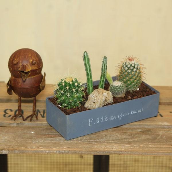 観葉植物 おしゃれ サボテン寄せ植え 石付き バークチップ F4033 遊恵盆栽 Yahoo 店 通販 Yahoo ショッピング
