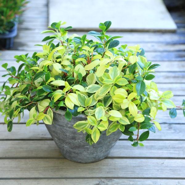 観葉植物 おしゃれ ペペロミア グラベラ 鉢植え F4035 遊恵盆栽 Yahoo 店 通販 Yahoo ショッピング