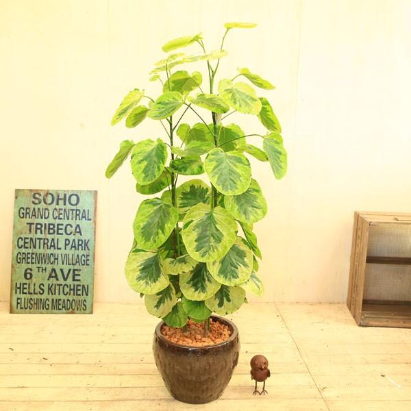 観葉植物 おしゃれ ポリシャス フリスビー きらめき 陶器鉢 受け皿付 大型ヤマト便 F4036 遊恵盆栽 Yahoo 店 通販 Yahoo ショッピング