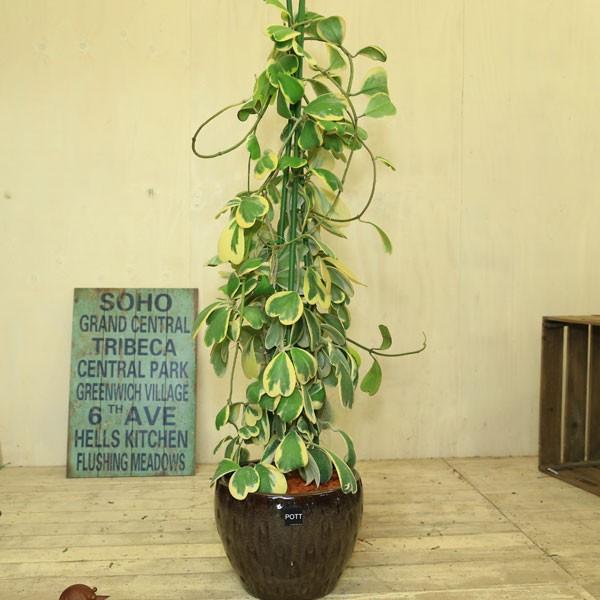 観葉植物 おしゃれ 斑入りハートホヤ 陶器鉢 受皿付 大型ヤマト便 F4050 遊恵盆栽 Yahoo 店 通販 Yahoo ショッピング