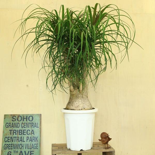 観葉植物 おしゃれ ポニーテール トックリラン ノリナ プラポット 大型ヤマト配送 F4051 遊恵盆栽 Yahoo 店 通販 Yahoo ショッピング