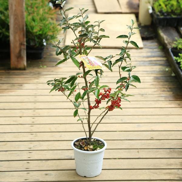◎アキグミ／苗木 楽天市場】ぐみ 苗木 秋グミ 5寸鉢植え アキグミ《果樹苗》＊実