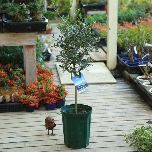 観葉植物 おしゃれ：オリーブの木 （7号）ヨーロピアーナ*スタンド