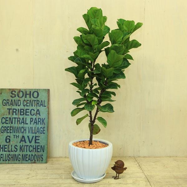 観葉植物 おしゃれ カシワバゴムの木 陶器鉢 受け皿付き 焼赤 かしわばごむ 大型佐川急便配送 F4071 遊恵盆栽 Yahoo 店 通販 Yahoo ショッピング