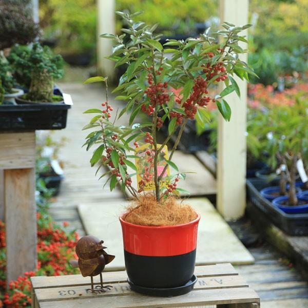 花木：ハッピーグミ*秋グミ ヤナギバグミ ロシアンオリーブ 陶器鉢