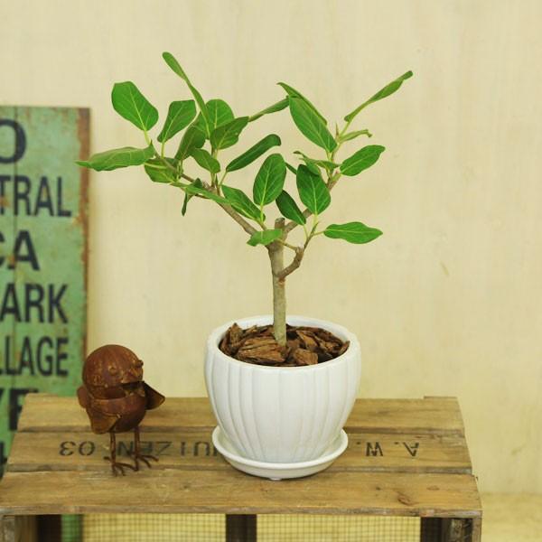 観葉植物 おしゃれ フィカス ベンガレンシス ベンガルゴム ｔｔ陶器鉢16cm 受皿付 バークチップ F4086 遊恵盆栽 Yahoo 店 通販 Yahoo ショッピング