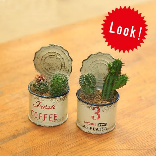 観葉植物 ミニサボテン寄せ植え Coffee No 3 ２個セット F4093 遊恵盆栽 Yahoo 店 通販 Yahoo ショッピング