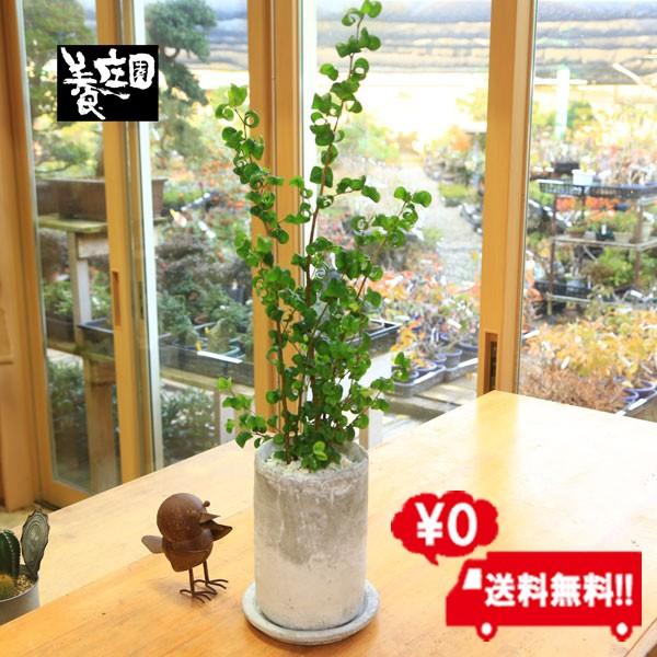 観葉植物 おしゃれ フィカスベンジャミン ベンジャミナ バロック 鉢が選べます 白ゼオライト 受皿付 Buyee Buyee 提供一站式最全面最专业现地yahoo Japan拍卖代bid代拍代购服务 Bot Online