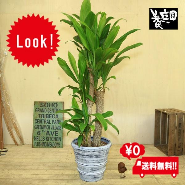観葉植物 おしゃれ：ヒロバ ドラセナ*大型佐川配送 現品 : 遊恵盆栽