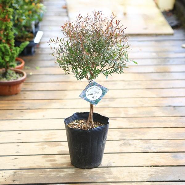 良品。レプトスペルマム カッパーグロー2.1M(鉢底から)品番C レプトスペルマム カッパーグロー｜メラレウカの生産販売 タナカ園芸