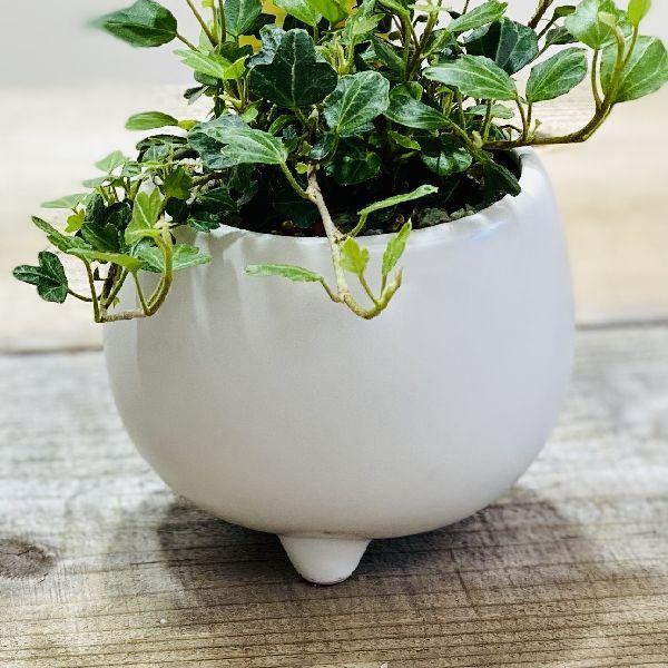 観葉植物 アイビー ヘデラ ダックフット アヒルの足形 モダン鉢 Buyee Buyee 日本の通販商品 オークションの代理入札 代理購入