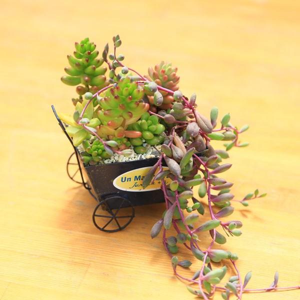 観葉植物：多肉植物 寄せ植え*一輪車 : 遊恵盆栽 Yahoo!店 - 通販
