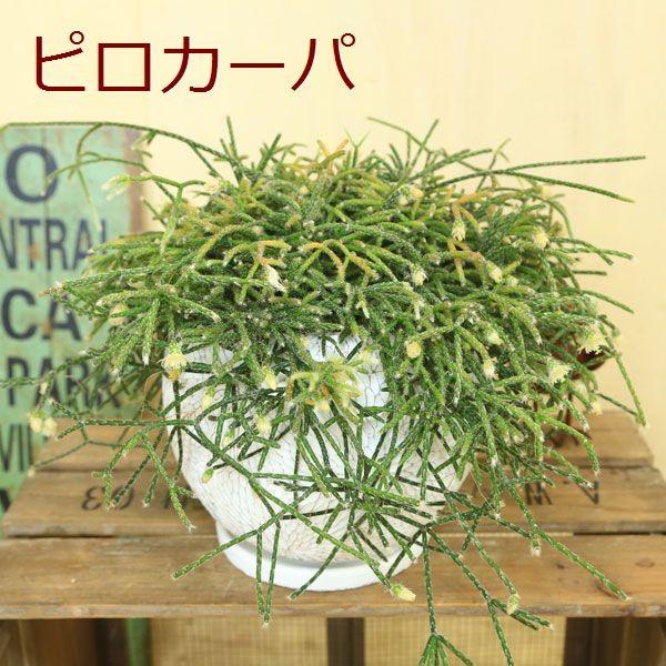 サボテン 多肉植物 観葉植物 おしゃれ リプサリス まる陶器鉢 受け皿付 F4105 遊恵盆栽 Yahoo 店 通販 Yahoo ショッピング