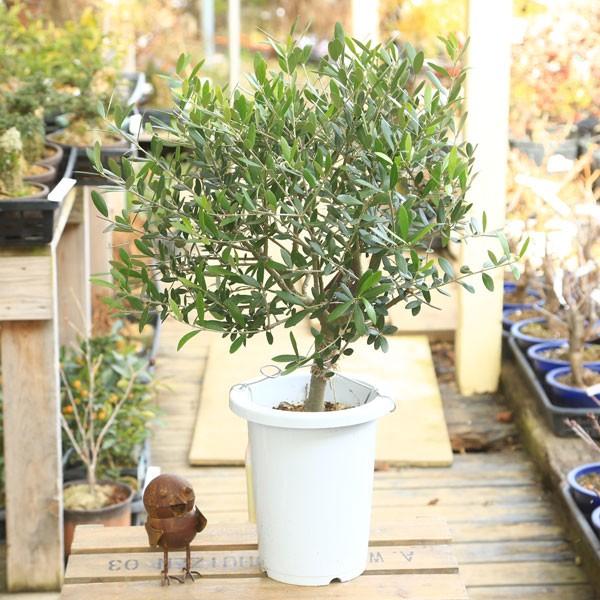 ボンボン　souju 　創樹　オリーブ　ネバディロブランコ　鉢植え　苗 現品 盆栽樹形！ オリーブの木 ネバディロブランコ souju 8号