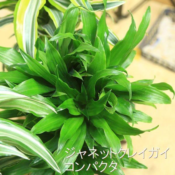 観葉植物 おしゃれ ドラセナ サンスベリア ガンジー ワーネッキーサプライズ ジャネットクレイガイコンパクタ ファーンウッド Buyee Buyee 日本の通販商品 オークションの代理入札 代理購入