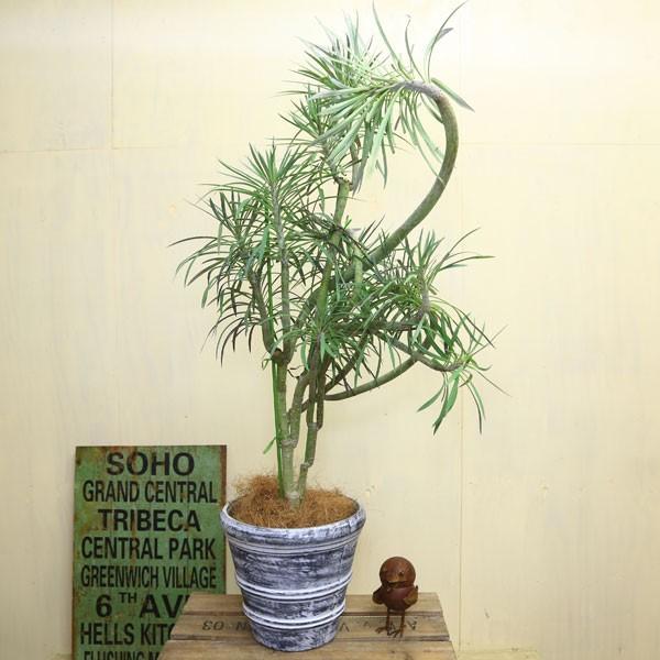 大型　モンキーツリー　グラスファイバー陶器鉢　植え込み発送 観葉植物 おしゃれ：モンキーツリー*ファイバー鉢 受皿付 現品