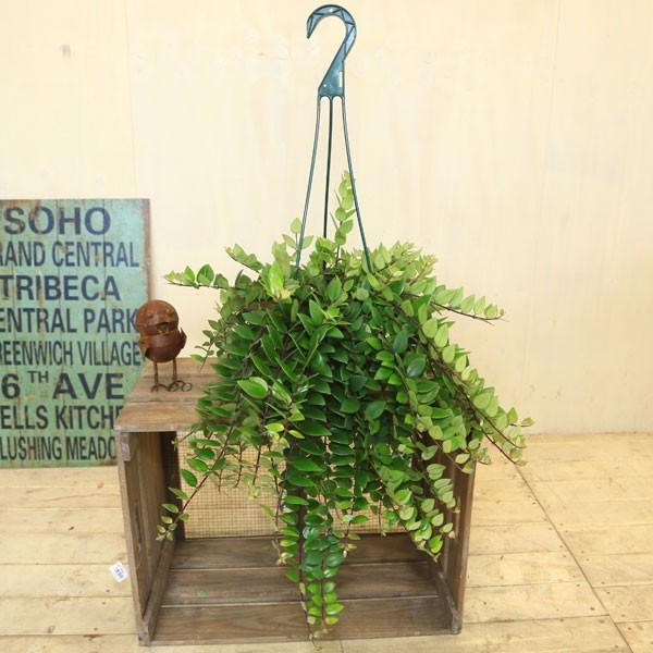 希少植物 観葉植物 おしゃれ：エスキナンサス レッドスター*吊り鉢