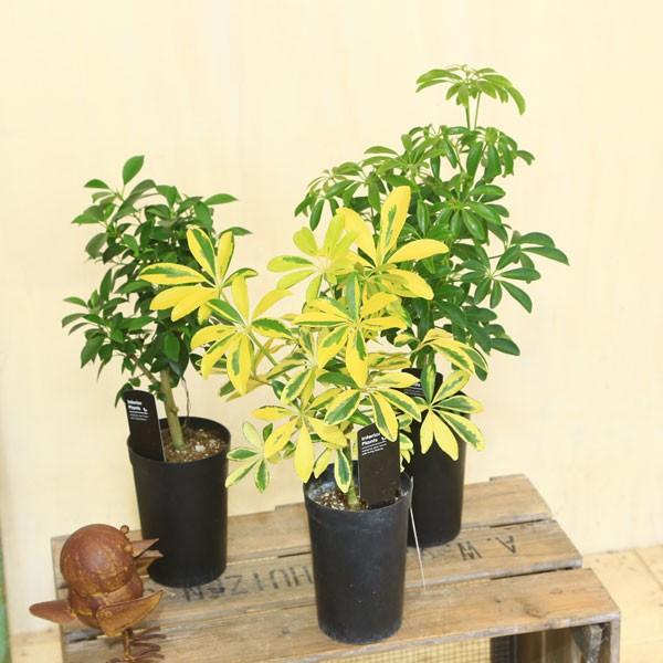 観葉植物 おしゃれ フィカス ナナ ホンコンカポック コンパクタ クイーン プラポット F4168 遊恵盆栽 Yahoo 店 通販 Yahoo ショッピング