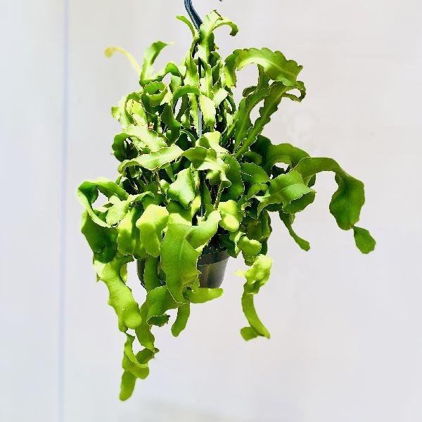 観葉植物 おしゃれ エピフィラム グアテマレンシス 5号 吊り鉢 Dallasreceiver Com