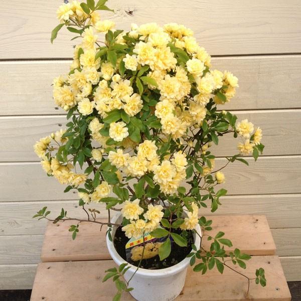 鉢花 モッコウバラ 木香バラ キモッコウ シロモッコウ 18年開花終了 Buyee Buyee 日本の通販商品 オークションの代理入札 代理購入