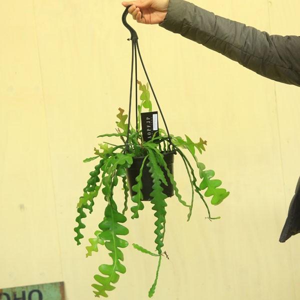 観葉植物 おしゃれ エピフィルム アングリガー ジグザグカクタス 5寸吊り鉢 Buyee Servis Zakupok Tretim Licom Buyee Pokupajte Iz Yaponii