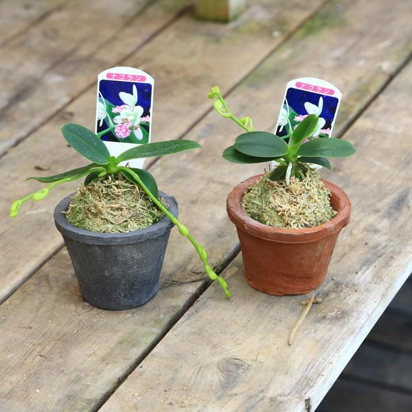 観葉植物 おしゃれ：ナゴラン*モスポット 名護蘭 : 遊恵盆栽 Yahoo!店