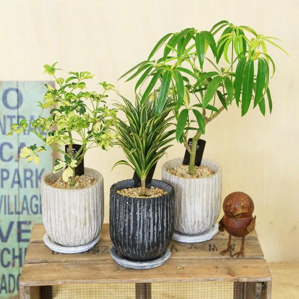 おしゃれ 観葉植物 選べる観葉植物 ドラセナ シェフレラ Mm陶器鉢 受皿付 F44 遊恵盆栽 Yahoo 店 通販 Yahoo ショッピング