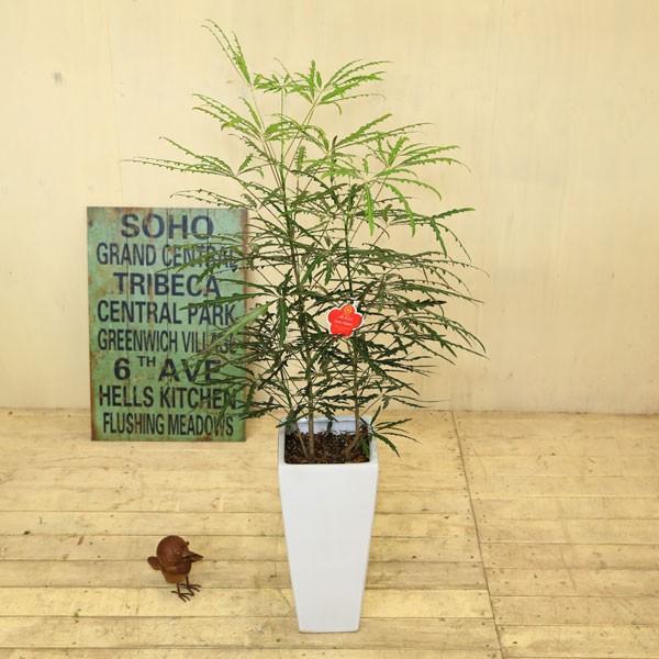 観葉植物 おしゃれ：アラレア*あられあ Mse陶器鉢 : 遊恵盆栽 Yahoo!店