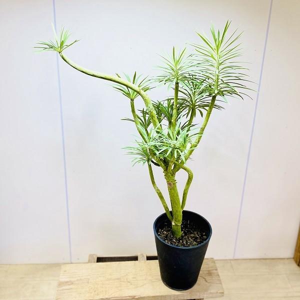 おしゃれ 多肉植物・観葉植物：大きなモンキーツリー*セラアート