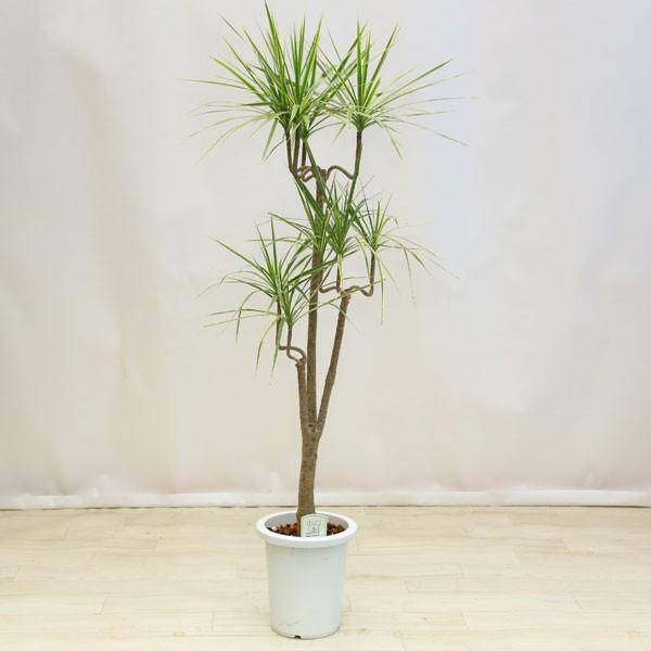 現品　ドラセナ　コンシンネ　ホワイボリー　2番　観葉植物　特大　インテリア　室内 4e73c2aae6adf40b7779d411f63525