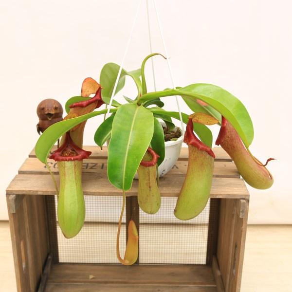 観葉植物 おしゃれ 食虫植物：ウツボカズラ ネペンシス ベントリコーサ